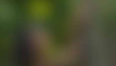 Evergreen. A celebration of resilience.